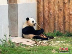 走進中國鄉村）清涼秦嶺藏商機 “熊貓經濟”激